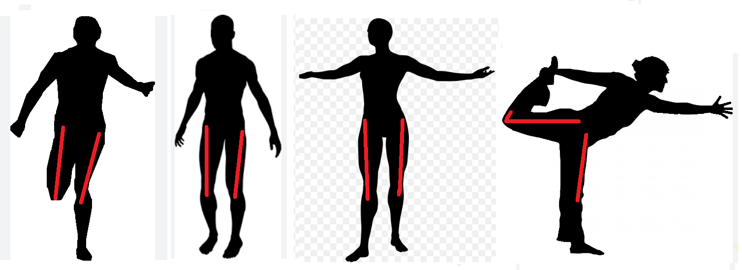 shadow figures showing the line of the rectus femoris from shin to hip.