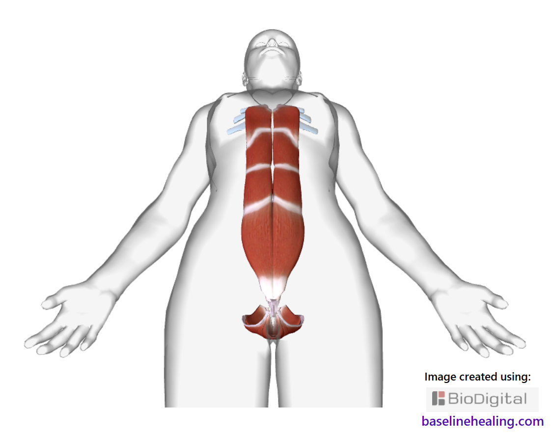Human figure seen from the front, looking up, with the Base-Line muscles, the body's core pillar of strength. The pelvic floor muscles the solid base foundation of the torso. The rectus abdominis muscles extending from the pubic symphysis of the pelvis up the front of the abdomen to the lower ribs. The rectus abdominis muscles are like to 2 parallel ribbons of muscle that should be fully active and extended, section by section from pelvis to chest to support all movement