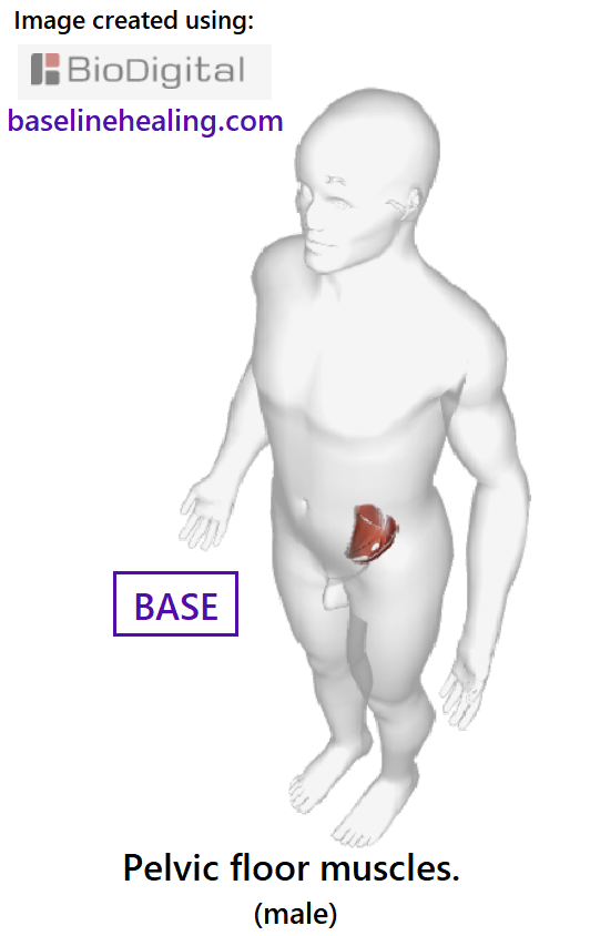 Human outline with the pelvic floor muscles in-situ. Male. A triangular-shaped basket at the base of the body.