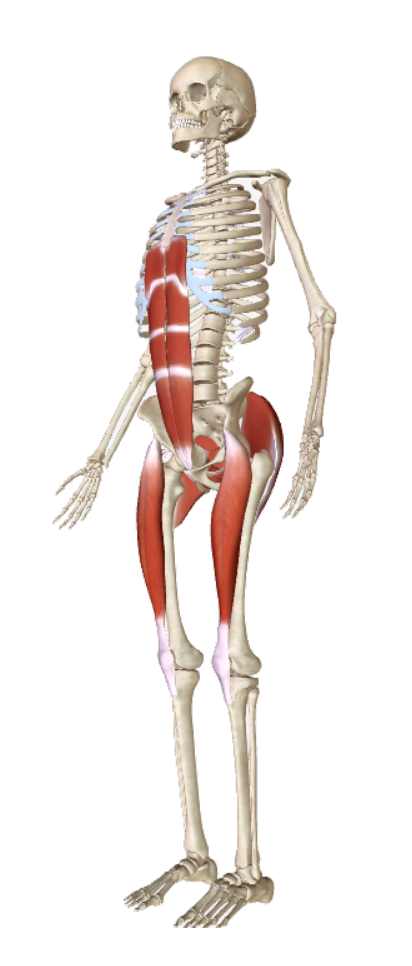 skeleton showing rectus femoris and gluteus maximus muscles connecting the legs to Base-Line support