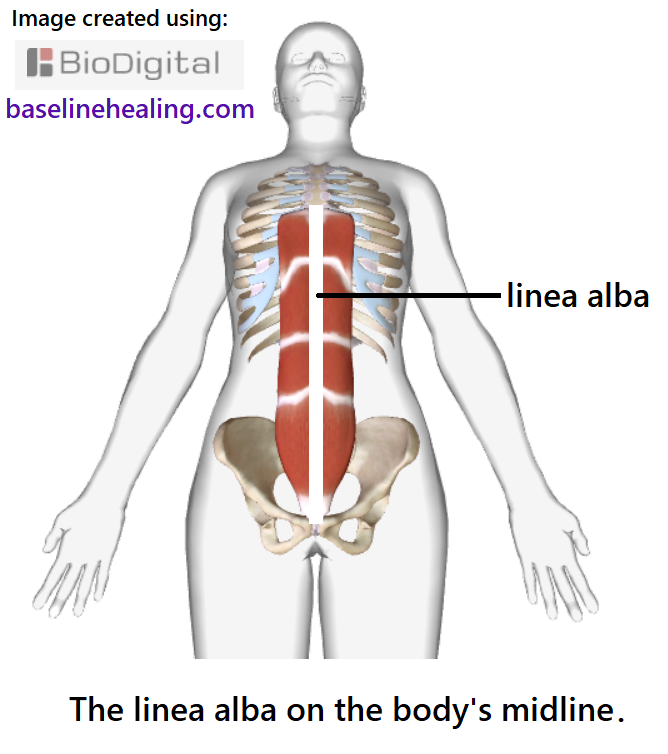 human figure seen from the front, highlighting the linea alba on the midline of the front of the abdomen, running vertically from pelvis to chest.  The left and right rectus abdominis muscles are shown either side of the linea alba.