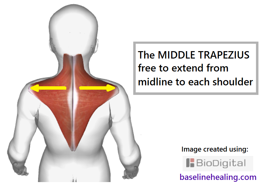 view from the back of the trapezius muscles, highlighting the middle trapezius extending horizontally from midline to the shoulders.