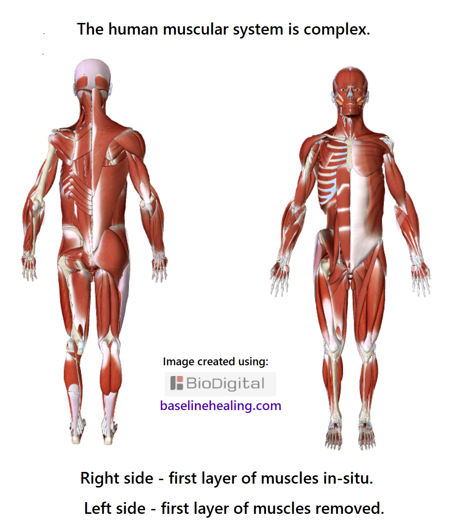The human muscular system is complex. 2 figures of human body. One seen from the front one from the back. Each image shows the external muscles on the right side, the left side has the most external muscles removed to display the underlying muscles.