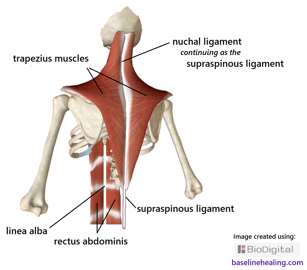 the nuchal ligament attaching to the back of the skull, running down the back of the neck, becoming the supraspinous ligament to the sacrum.  The left and right trapezius muscles attach to the nuchal ligament and thoracic part of the supraspinous ligaments on the median plane, our midline.  The nuchal and supraspinous ligaments should align with the linea alba at the front of the body between the rectus abdominis muscles. Note the size and shape of the trapezius muscles - large, kite-like sheets of muscle that extend out towards the shoulders from midline head to mid-back.