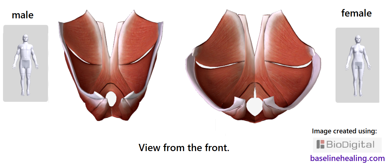 pelvic floor muscles male and female. front view.