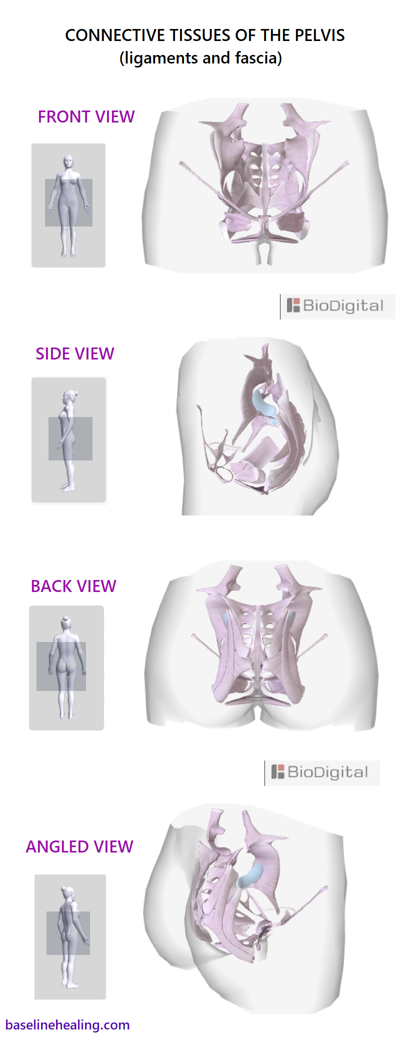 The Pelvis anatomy images. Pelvic Floor. Connective Tissues. Bones.
