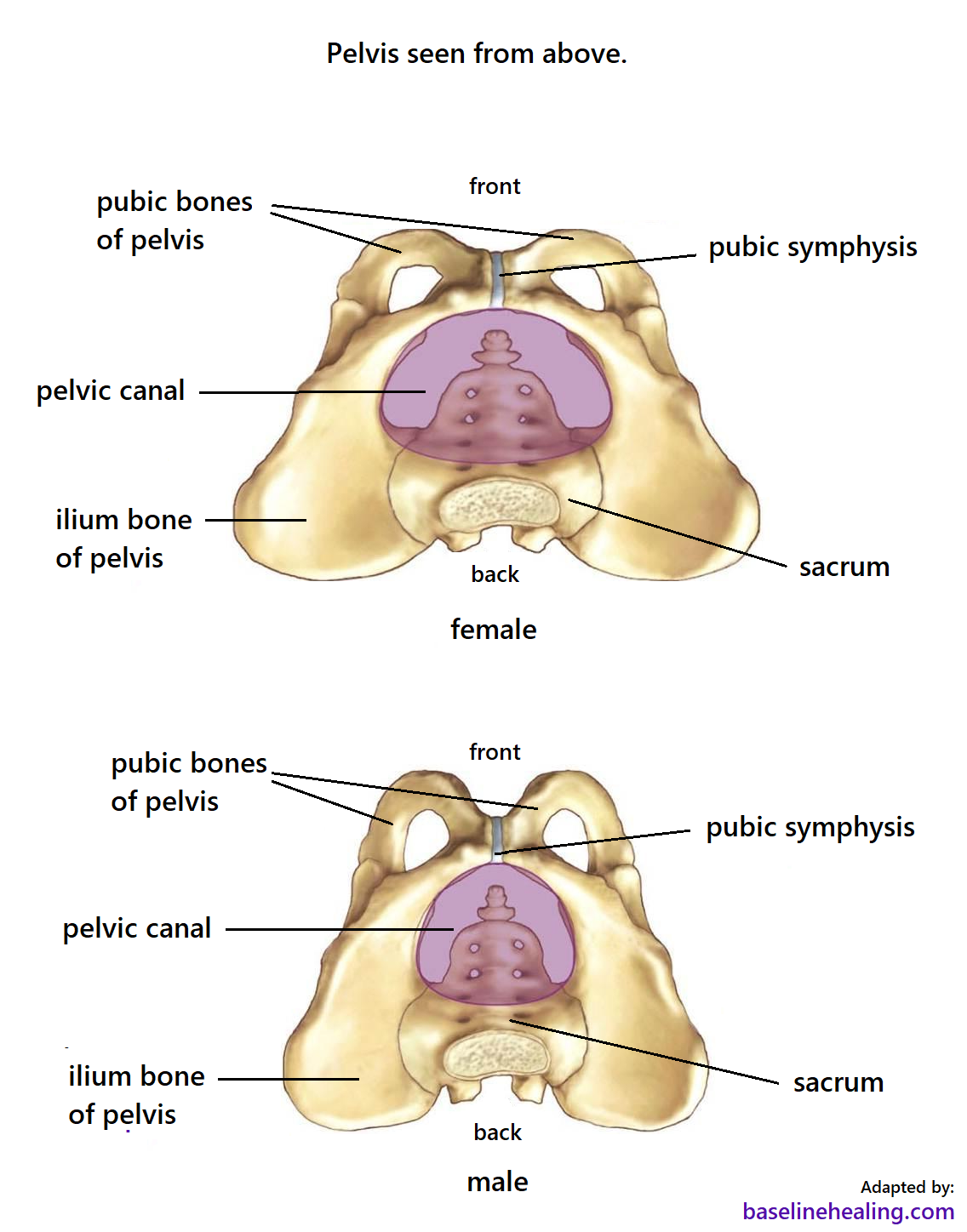 The pelvis and pelvic canal seen from above. Two images showing the difference in the shape between the male and female pelvis. The ilium bone of the female pelvis has wider wings whereas the male pelvis is narrower. The pelvic canal of a female pelvis is an oval shape, larger and wider than the male pelvic canal, a smaller, rounder hole.