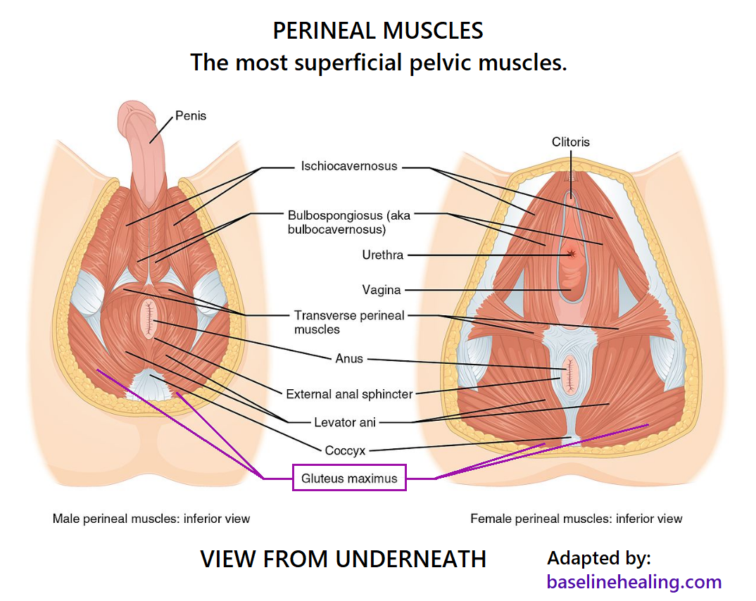 Male and female perineal muscles. A group of muscles that form the outer/most superficial layer of the pelvic muscles.