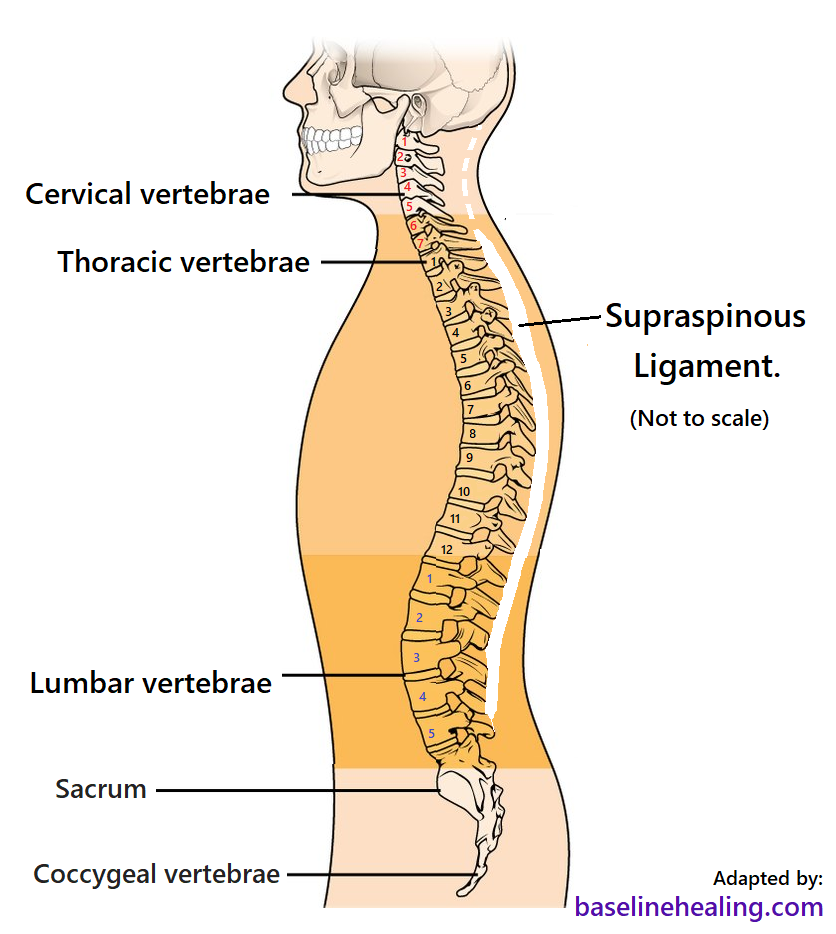 The supraspinous ligament attaches to each vertebra from the last cervical, all 12 thoracic vertebrae and the lumbar vertebrae to l3 l4 or l5.  The supraspinous ligament attaches to each spinous process that sticks out from each vertebrae.  Like a rope over a row of pillars on the median plane.