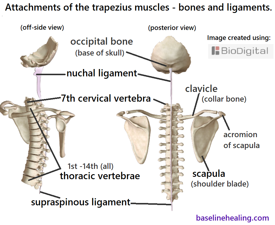 2 images showing the bones and ligaments where the trapezius muscles attach. Back view and off-center front view. It looks complicated because the trapezius muscles attach to many structures. The left and right trapezius muscles have a horizontal linear attachment to the base of the skull, at the superior nuchal line of the occipital bone, meeting midline at the external occipital protuberance - the bump at the back of the skull. They also have a midline linear attachment to the skull known as the medial nuchal line which extends from the external occipital protuberance. Midline, the trapezii attach to the cervical and thoracic vertebrae via the nuchal and supraspinous ligaments. There are attachments to the lateral third of the clavicle/collar bone. The trapezius muscles attach to the scapula/shoulder blade in multiple sites: the deltoid tubercle, the spine of the scapula, the acromion of the scapula. Feel your anatomy to familiarise yourself with where the bones associated with the trapezii are located.