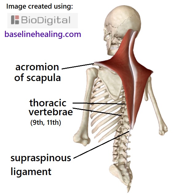 Skeleton and trapezius muscles off-center view from behind. The middle trapezius consists of horizontal running fibres extending from midline attachments to the upper thoracic vertebrae via the supraspinous ligament to the acromion of the scapula (the part of the shoulder blade nearest the shoulder).