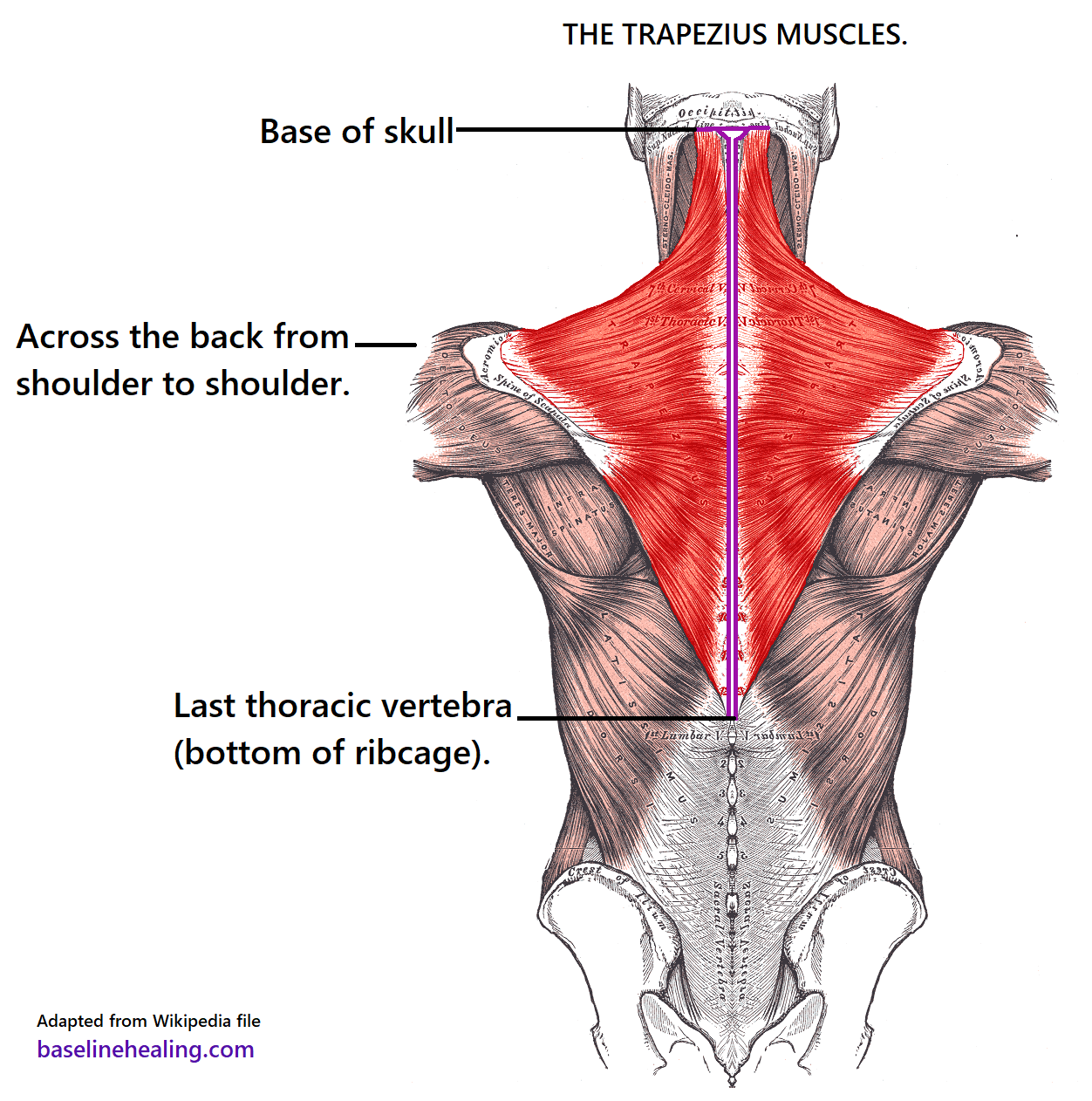 The trapezius muscles seen from behind. A kite-shape lying over the ribs, upper back, shoulders and neck. Starting as a point, midline at the level of the bottom ribs, each trapezius extends up and outwards, towards the shoulders forming a triangle. This is the lower trapezius muscles. The widest part of the trapezii is across the bottom of the neck, level with the shoulders. This is the middle trapezius, where the muscle fibres lie horizontal. The trapezii become narrower towards the head, curved as the upper trapezius forms the back and sides of the neck. The trapezius muscles should be free to move without pain or tension, supporting the head and arms through a full range of natural movement.