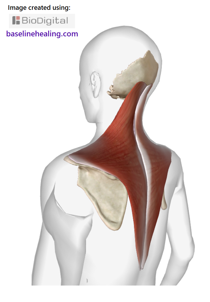 The trapezius muscles shown in the outline of a human figure seen from the side-back view.  A large blanket of muscle over the back of the upper body, a kite/diamond shaped sheet that curves on the contours of the upper body. From the back of the head, curving down the back and sides of the neck, spreading out towards each shoulder. Then the left and right trapezii extend down the upper back to meet as a point mid back, level with the last ribs.