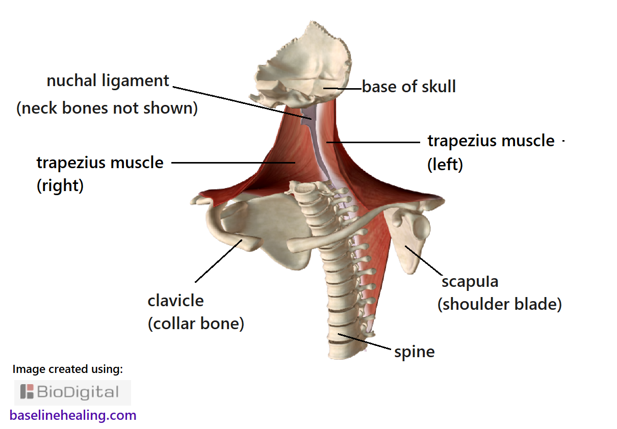 view of the upper body front off center. Showing the trapezius muscles and selected bones. The cervical vertebrae are not shown, allowing the nuchal ligament in the back of the neck to be seen. The left and right trapezius muscles merge with the nuchal ligament and these muscles are key to feeling the relative position of the nuchal ligament and its state of alignment. The left and right clavicle and scapula are shown, the trapezii attaching towards the shoulder.