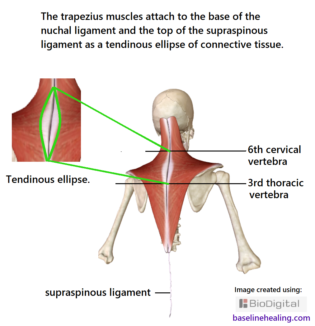 The trapezius muscles seen from behind. There is an ellipse (oval-like) sheet of connective tissue between the shoulder blades where the left and right trapezius muscles attach to the base of the nuchal ligament, at the 6th (last) cervical vertebrae, and to the top of the supraspinous ligament between the first and third thoracic vertebrae.