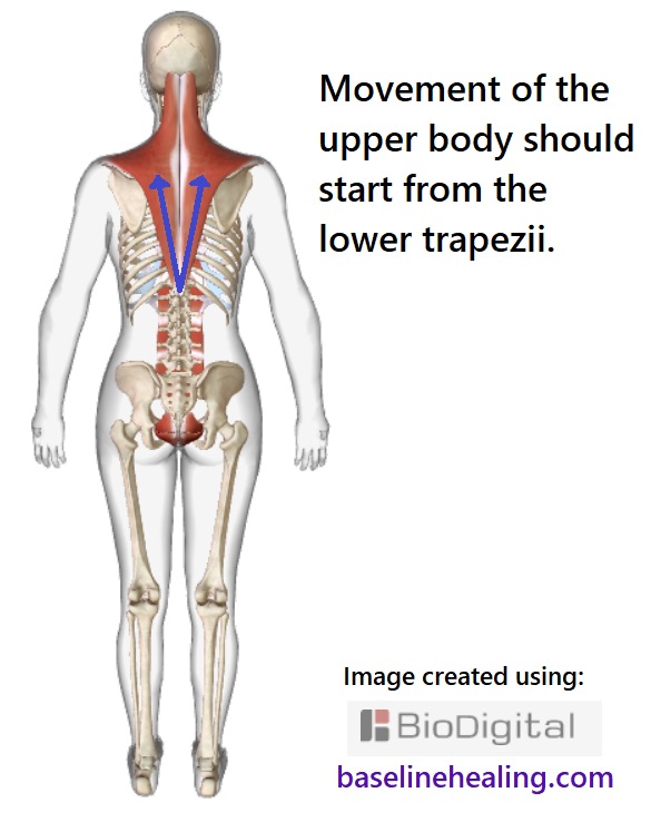 Skeleton seen from behind showing the trapezius muscles covering the upper back and neck. Movement of the upper body should start from the lower trapezii illustrated by arrows starting from midline level with the last ribs, extending up and outwards towards the shoulders.